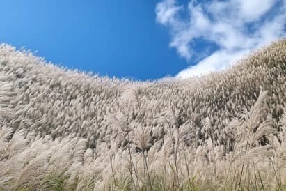 2026 Yangmingshan Historic Trail Autumn Miscanthus Tour